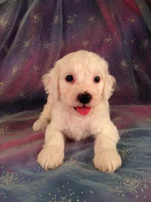 Male White Cockapoo Puppy for sale #5 Born June 10th 2013|Cockapoo Breeders with Cockapoos for sale